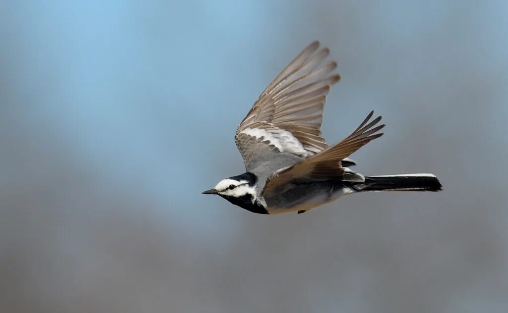 гюльчатай птичка певчая фильм. песни про птиц текст. саёра сафари - птичка. птицы поют. птица взлетает.