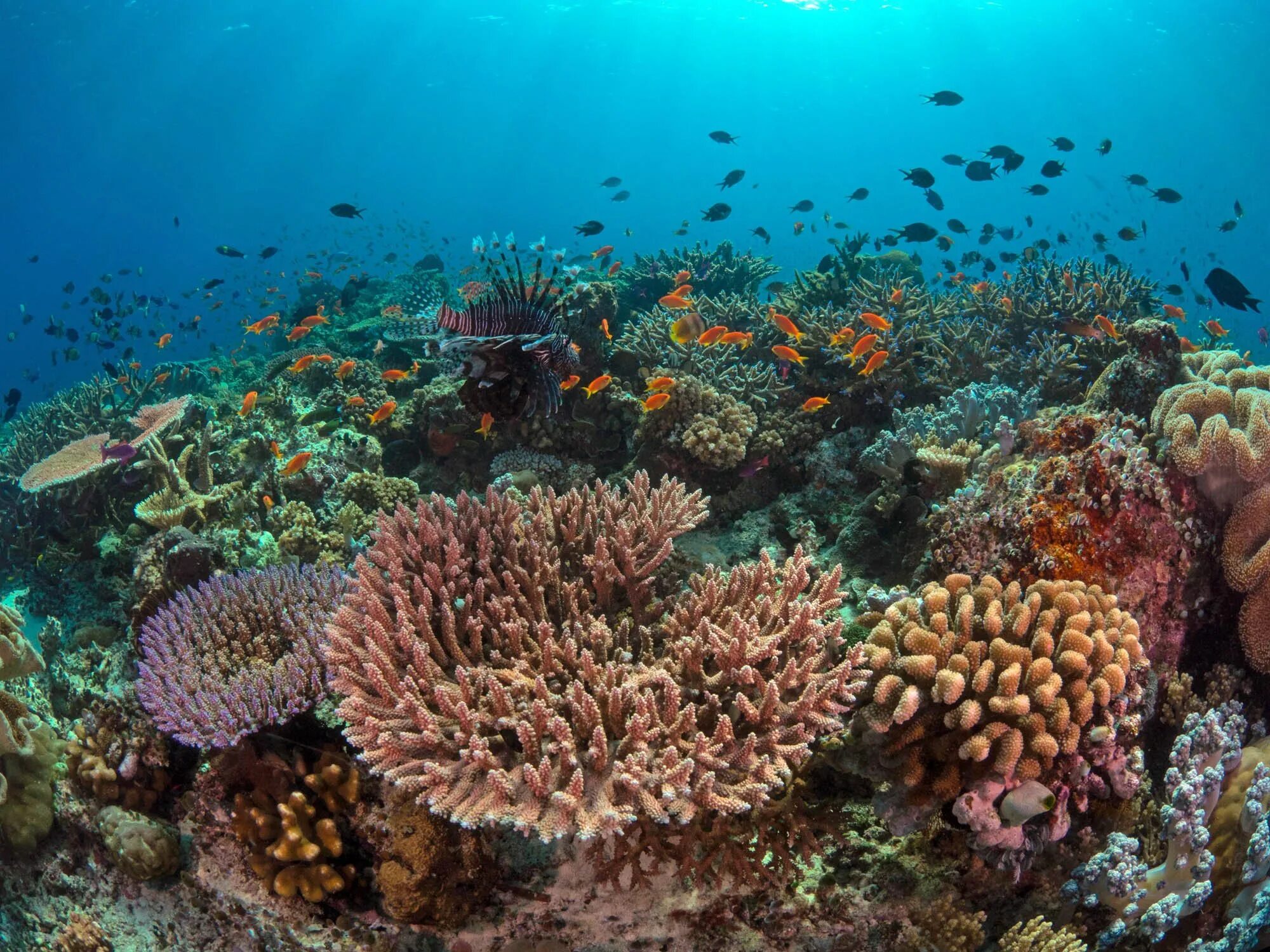 Огромное многообразие. Риф Бориби Занзибар. Коралловые рифы Танзании. Zanzibar Барьерный риф. Барьерный риф новая Гвинея.