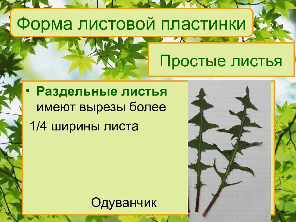 Какую форму имеет лист. Строение листа одуванчикк. одуванчик листовая пластина. форма листовой пластинки клена. строение листа одуванчика.
