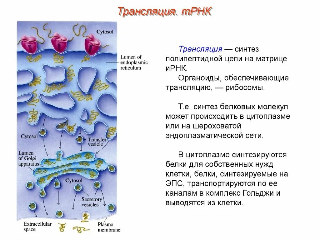 Синтез белков ядра происходит в. Обеспечивает Синтез РНК органоид. Биосинтез Синтез полипептидной цепи. Сборка полипептидной цепи органоид. Синтез белка на полипептидной цепи.