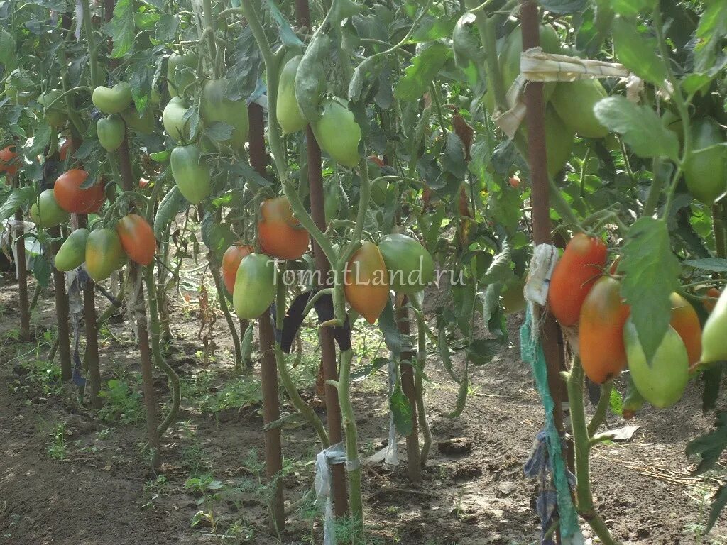 Рекомендую: мои любимые сорта томатов для теплицы 7 дач Дзен
