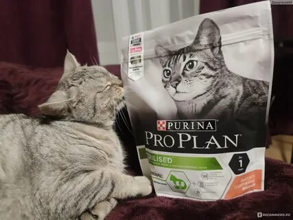 Худшие корма для кошек