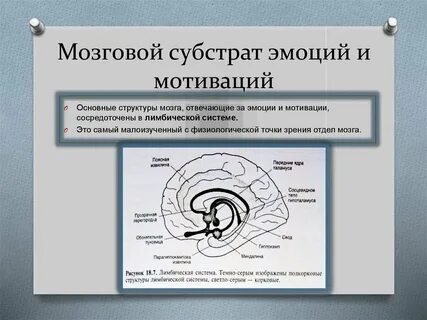 Формирование структуры мозга