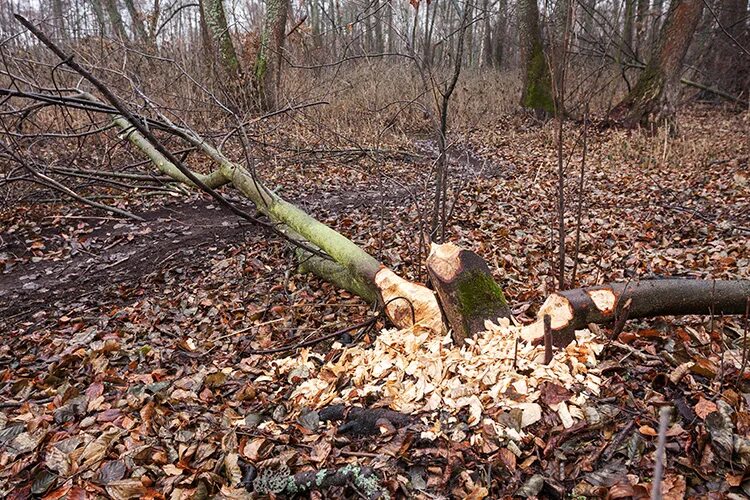 Бобры валят деревья. Бобровая тропа Воронеж. Сваленные деревья. Дерево сваленное бобром. Деревья поваленные бобрами.