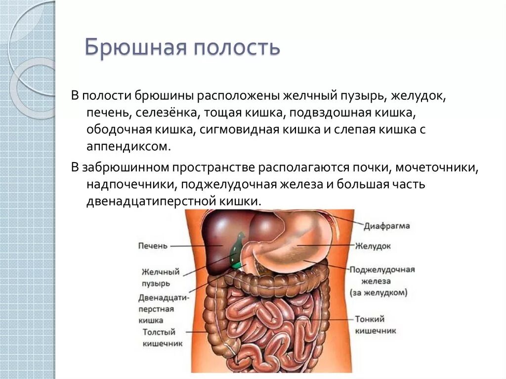 Какие железы расположены в брюшной полости. Расположение органов брюшной полости с левой стороны. Строение внутренних органов внизу живота. Брюшная полость анатомия строение внутренних органов. Подвздошная, ободочная и слепая кишка.