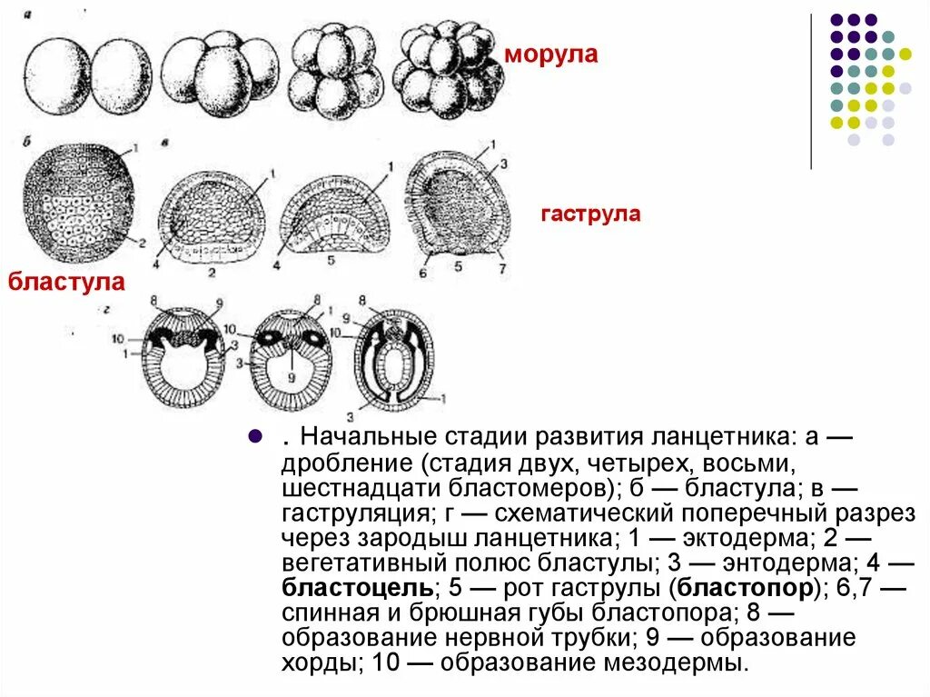 Какой процесс в цикле развития ланцетника изображен. Зигота морула бластула. Стадий эмбрионального развития ланцетника. Этапы развития ланцетника эмбрионального развития. Этапы развития эмбриона бластула.