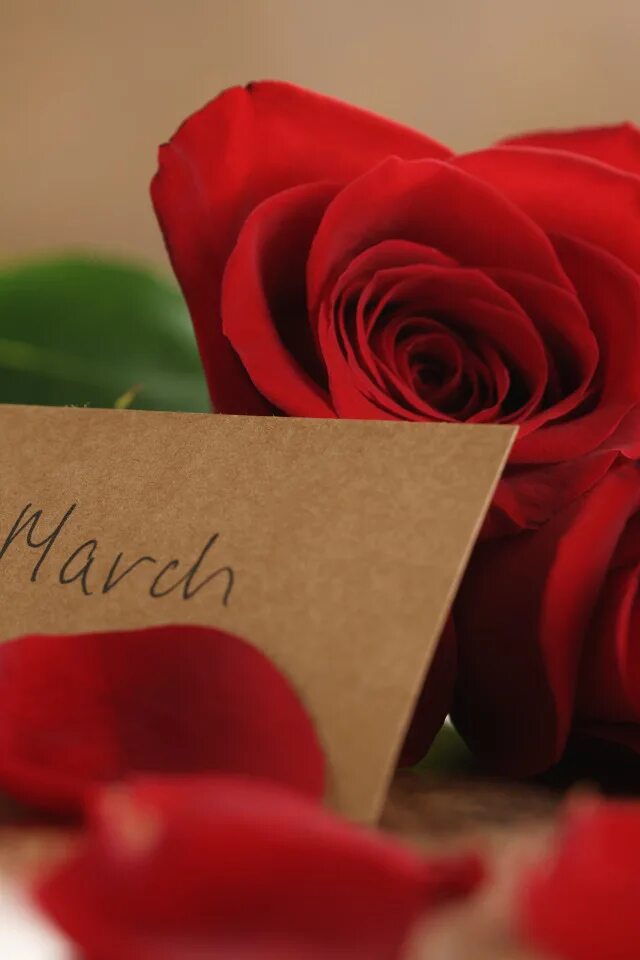 Романтика 8. С 8 марта розы. С 8 марта розы шикарные. С 8 марта красные розы. Букет роз.