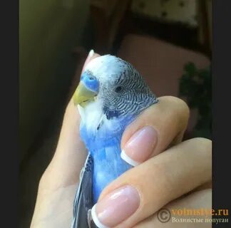 Наросты у попугаев