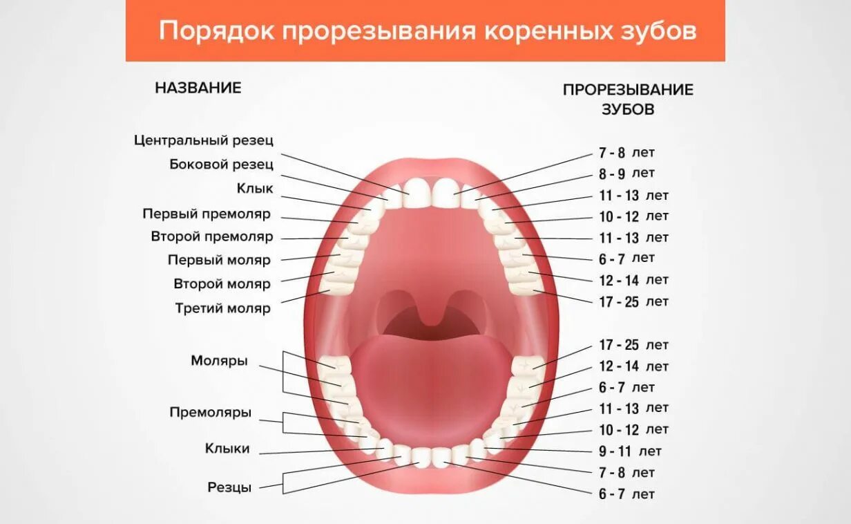 Где у ребенка молочные зубы. Порядок прорезывания коренных зубов. порядок прорезывания зубов коренных зубы. схема прорезывания постоянных зубов. коренные зубы у детей порядок прорезывания.