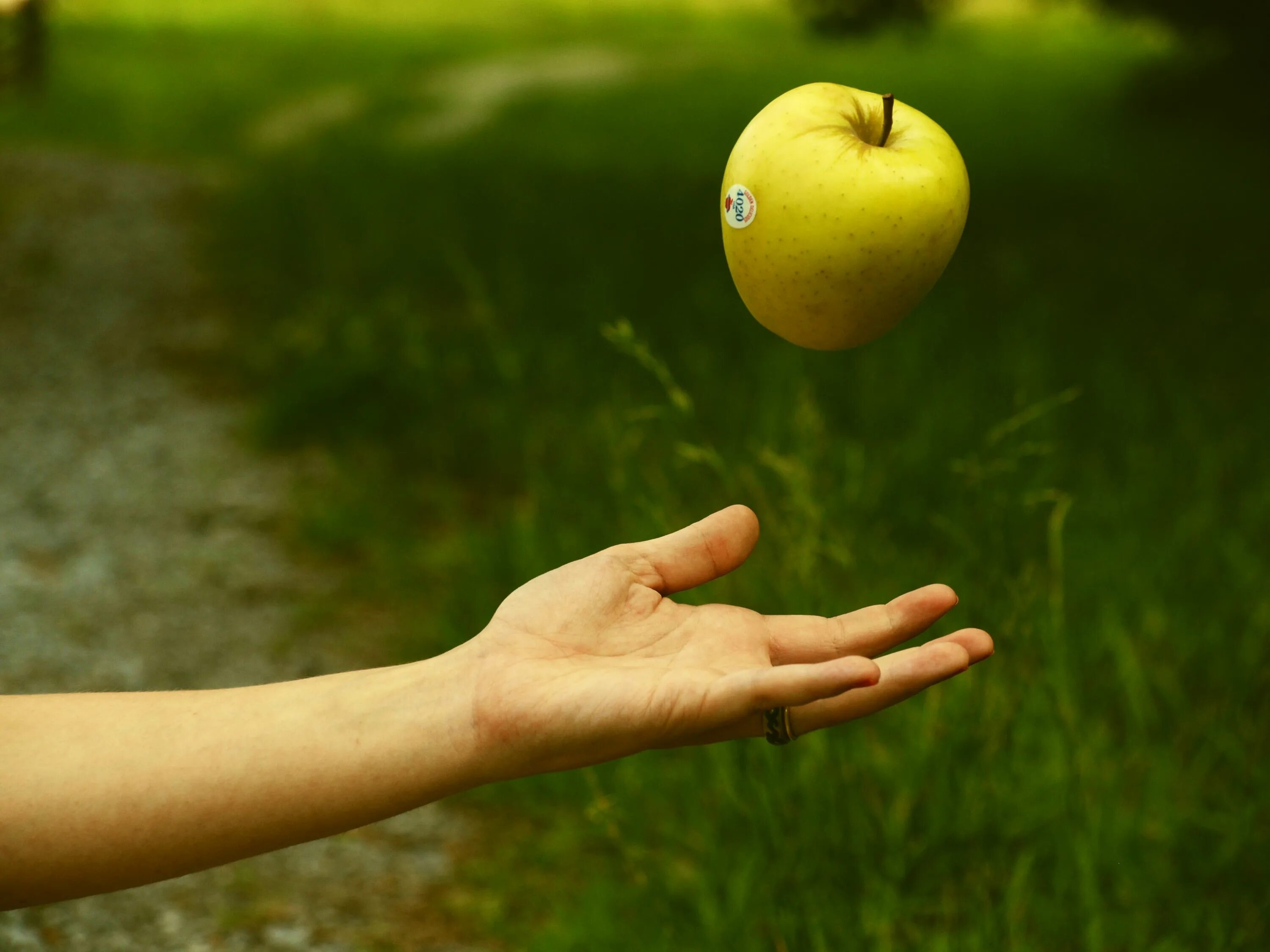 Пение яблоко. Яблоко в руке. Падающее яблоко. Предмет в руке. Фрукты в руках.