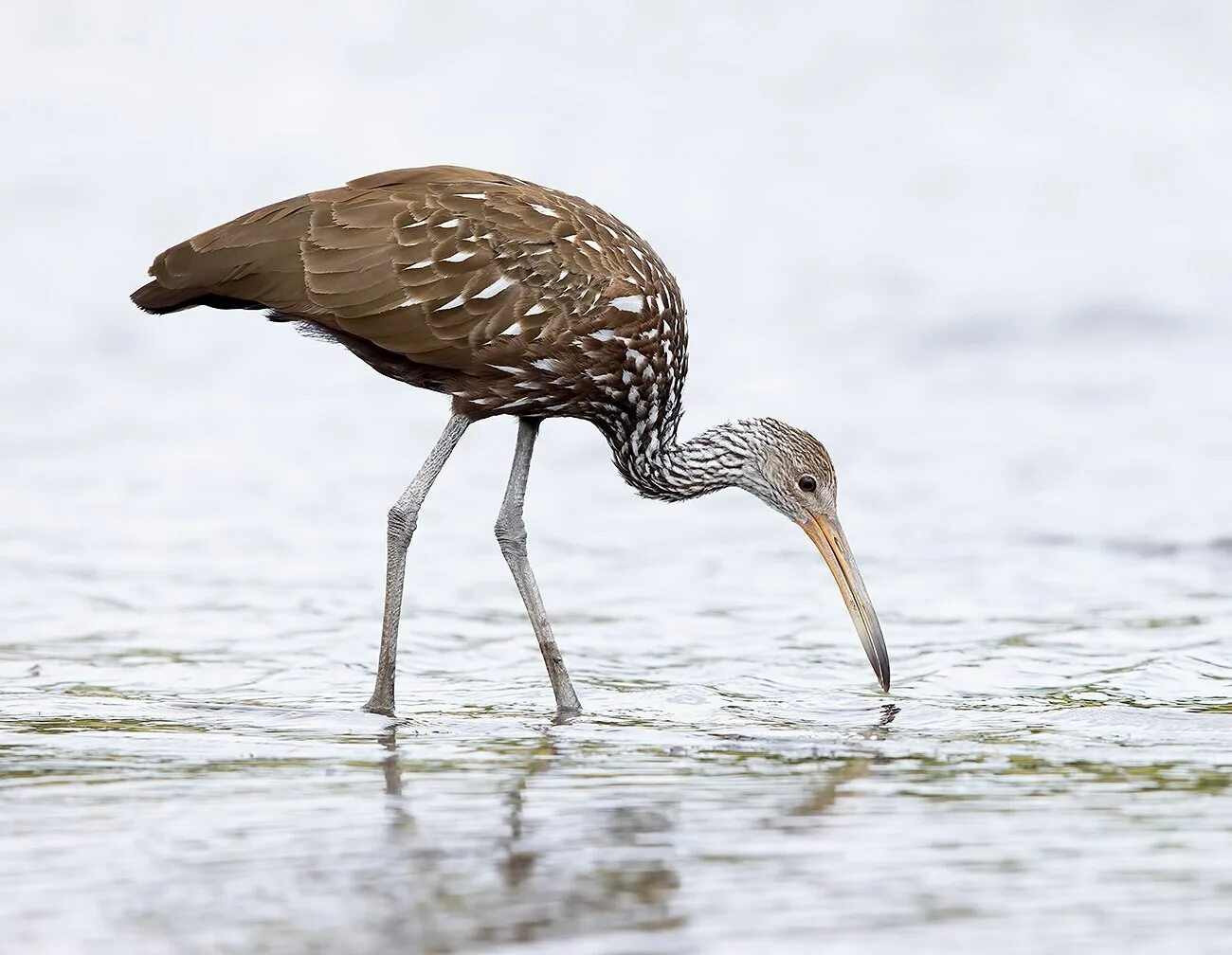 Пастушковый журавль 5. Арама пастушковый журавль. арама. limpkin птица.