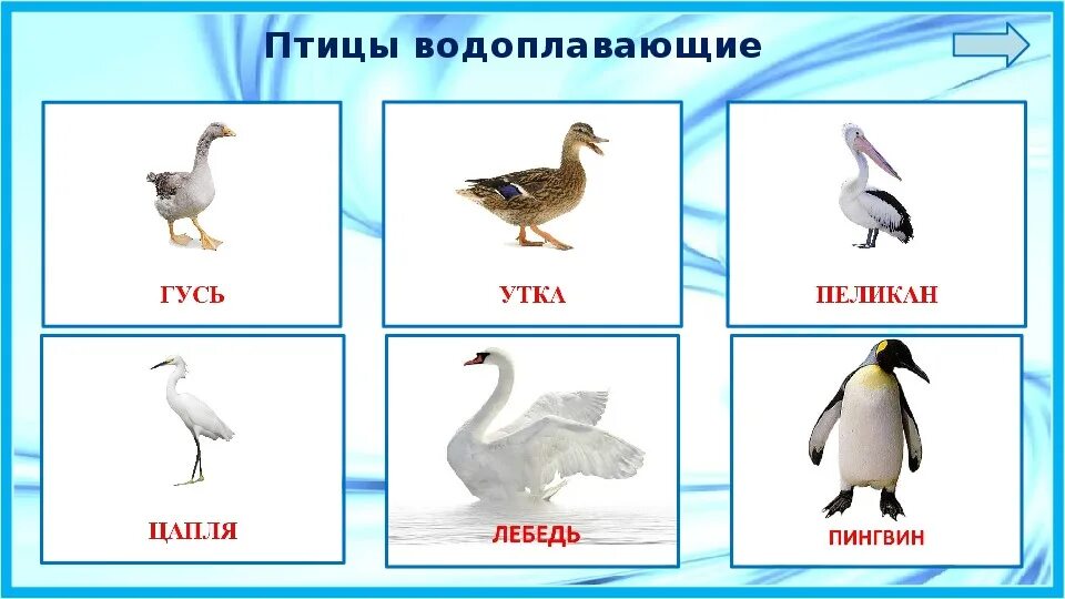 Перелетные птицы водоплавающие птицы. Водоплавающие птицы для дошкольников. Птицы с названиями для детей. Водоплавающие перелетные птицы. Водоплавающие перелетные птицы для детей.