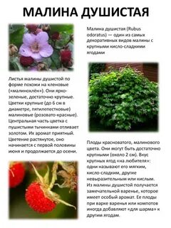 Душистая малина предложение