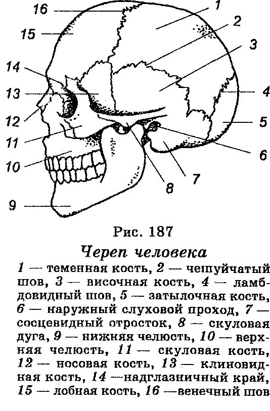 Череп человека 8 класс. Строение кости черепа человека. опишите строение черепа человека. кости черепа человека схема. кости скелета головы человека схема.