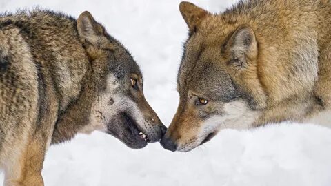 Wolf 4t