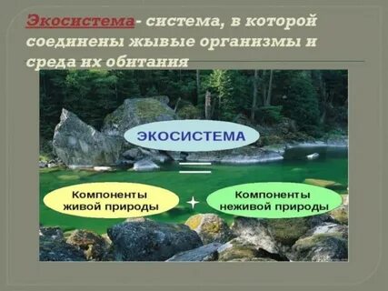 Экосистема среда обитания