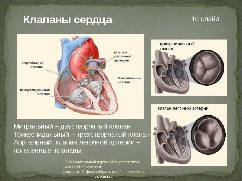 Сердцем отличай. Двустворчатый клапан и трехстворчатый клапан. Митральный и трехстворчатый клапаны. Трехстворчатый клапан двухстворчатый клапан полулунный клапан. Трехстворчатый аортальный клапан.