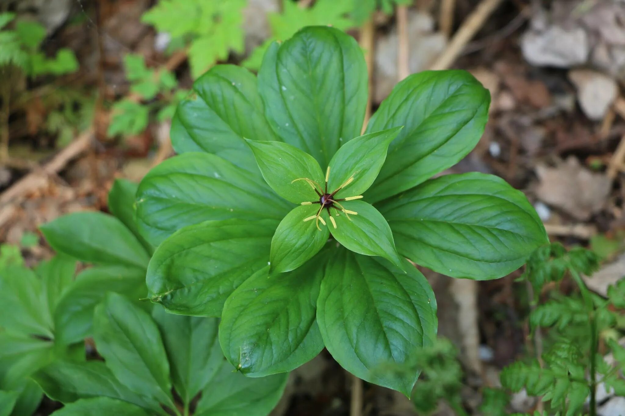 Paris quadrifolia l. Вороний глаз светолюбивый или тенелюбивый. Вороний глаз четырёхлистный. Вороний глаз ядовитое растение. Вороний глаз четырёхлистный растение.