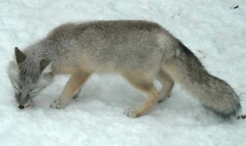 Корсак сибирский. Корсак сибирский. Корсак животное зимой. Корсак животное зимой. Степной лис корсак.