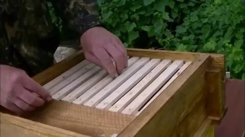 Отверстие в улье для влета и вылета