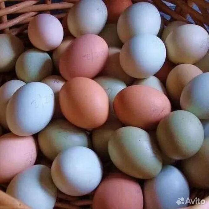 Покажи яйцо курицы. Амераукана яйца. Амераукана куры цвет яйца. Яйца Амераукана розовые. Яйца кур породы коралл.