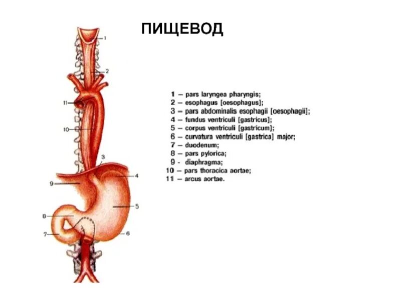 Строение пищевода рисунок. Пищевод вид сбоку. Части пищевода на латыни. Топография пищевода анатомия. Пищевод строение анатомия латынь.