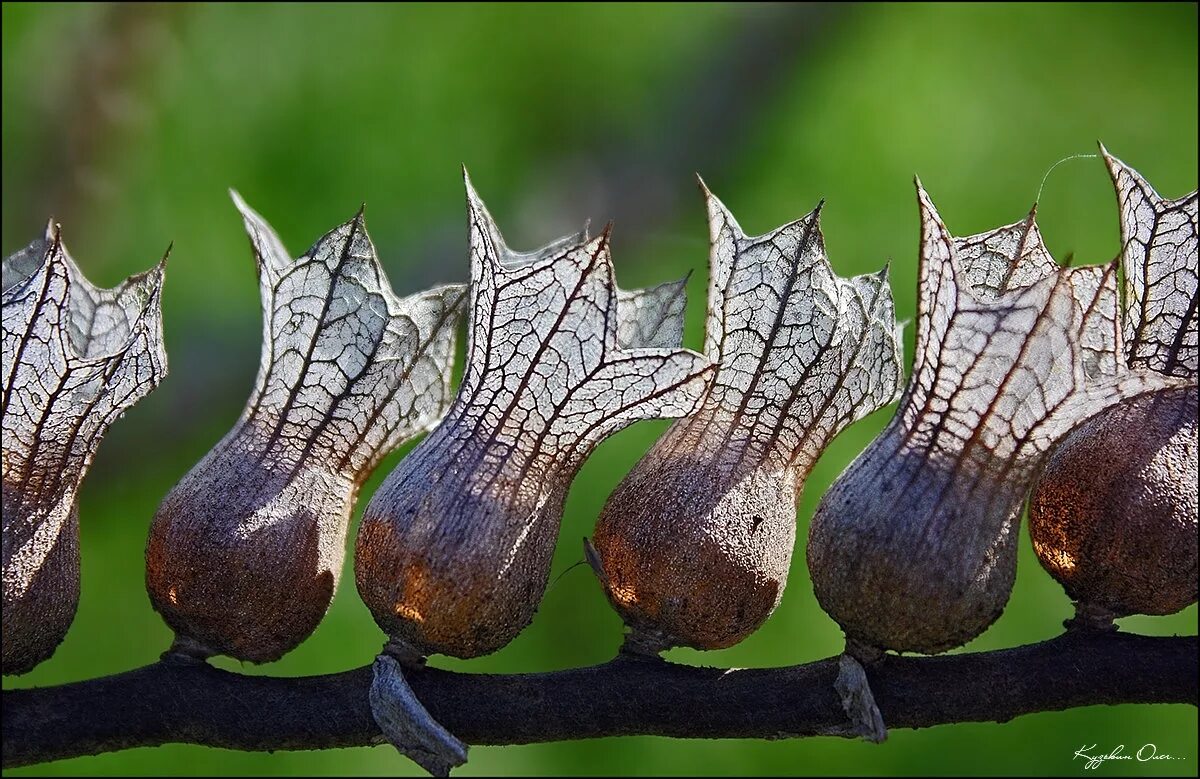 Крыночка белены. Крыночка белены. Коробочка белены. Трава белена семена. Плод коробочка белена.