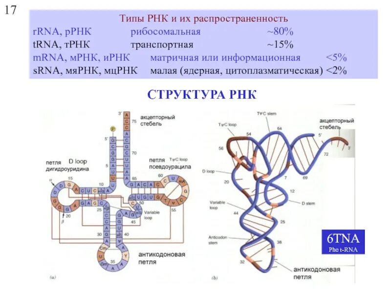 Строение МРНК ТРНК РРНК. Строение и функции МРНК, ТРНК, РРНК. РНК молекулярное строение биология. Типы РНК их распространение.