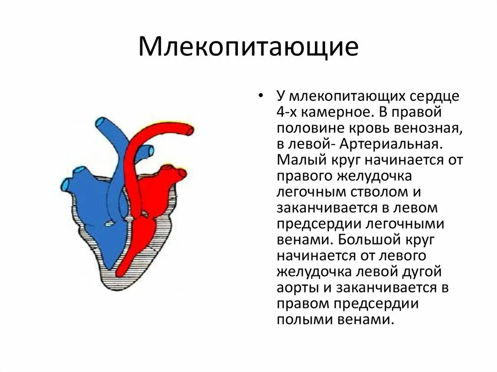 Какие камеры сердца у млекопитающих. Строение сердца млекопитающих. Строение сердца млекопитающих животных. Структура сердца млекопитающих. Артериальная кровь у млекопитающих.