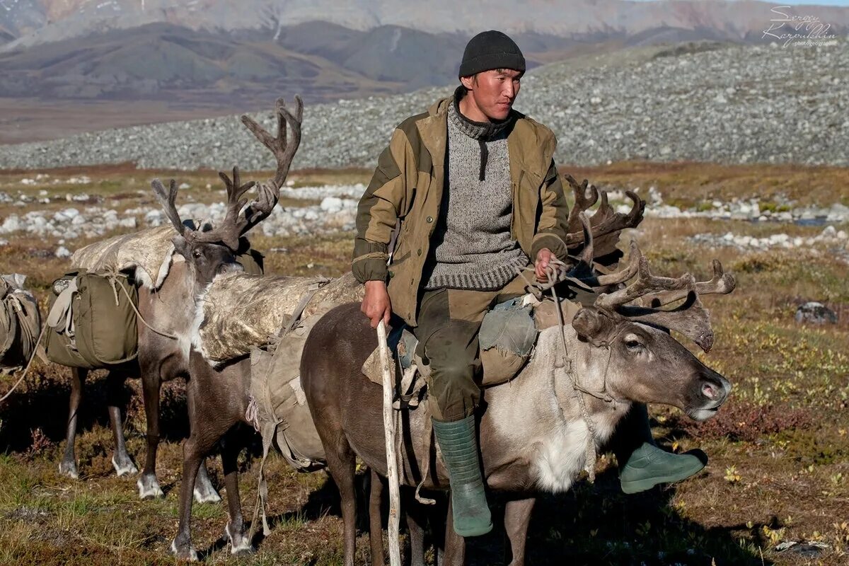 Ненцы и нанайцы. Олени момский улус. Эвенки оленеводы. Эвенов какое животное. Эвенки иенгра.