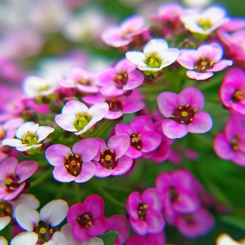 Алиссум морской. Алиссум цветы. Алиссум розовый. Цветок алиссум (Alyssum).