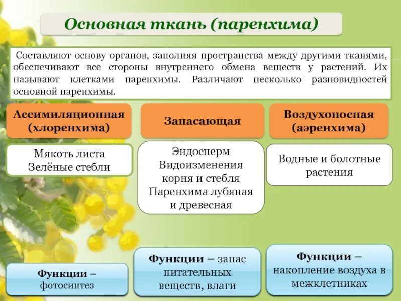 Функции паренхимы. Основная ткань функции паренхима у растений. паренхима ткань растений. ассимиляционная паренхима (хлоренхима). основная ткань паренхима.