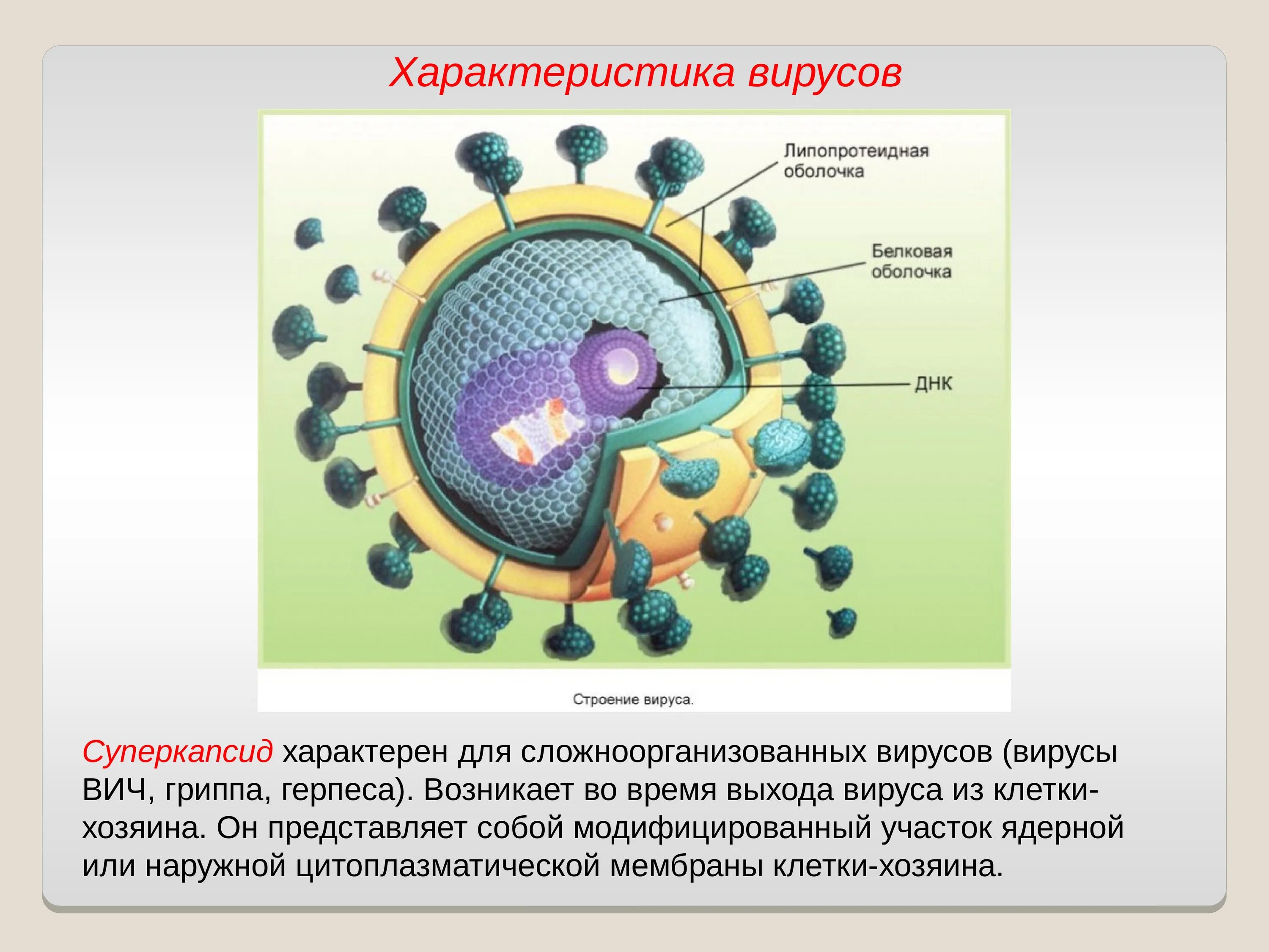 Вирусы 7 класс биология. Строение вируса ВИЧ суперкапсид. Строение оболочки вируса. Строение вируса гриппа суперкапсид. Описание вируса.