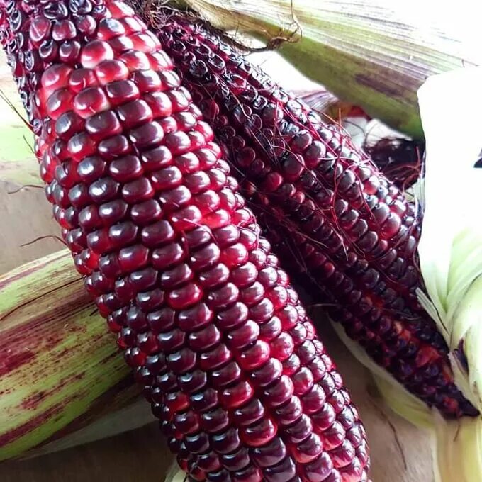 Кукуруза sweetcorn corn dakota black (1 упаковка (семена)). Красная кукуруза. Зея кукуруза. Кукуруза декоративная амеро. Кукуруза рубиновый гранат.