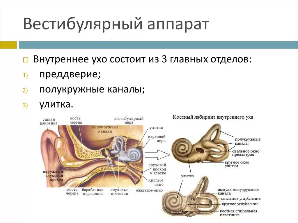 Что делает вестибулярный аппарат. Вестибулярный аппарат внутреннего уха строение. Строение ухо и вестибулярный аппарат. Внутреннее строение уха человека и вестибулярного аппарата. Внутреннее ухо вестибулярный аппарат строение.