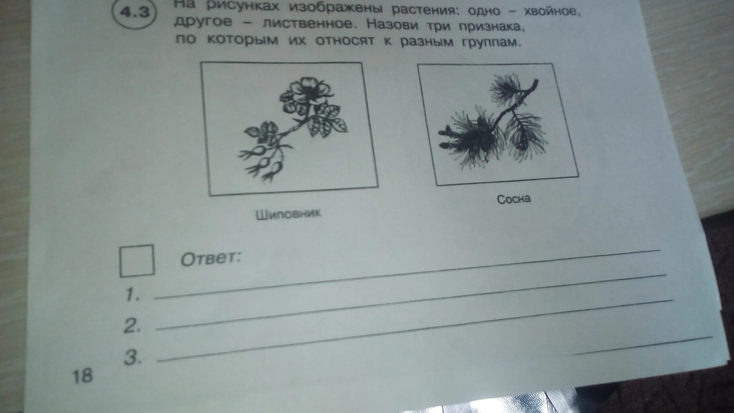 Рассмотрите растения изображенные на рисунках определите. 3 Признака лиственных растений. Три признака по которым шиповник и сосна относятся к разным группам. Назовите группы которые изображены на картинке.