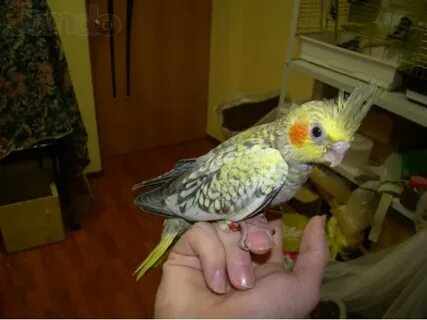 Пестрый кореллы