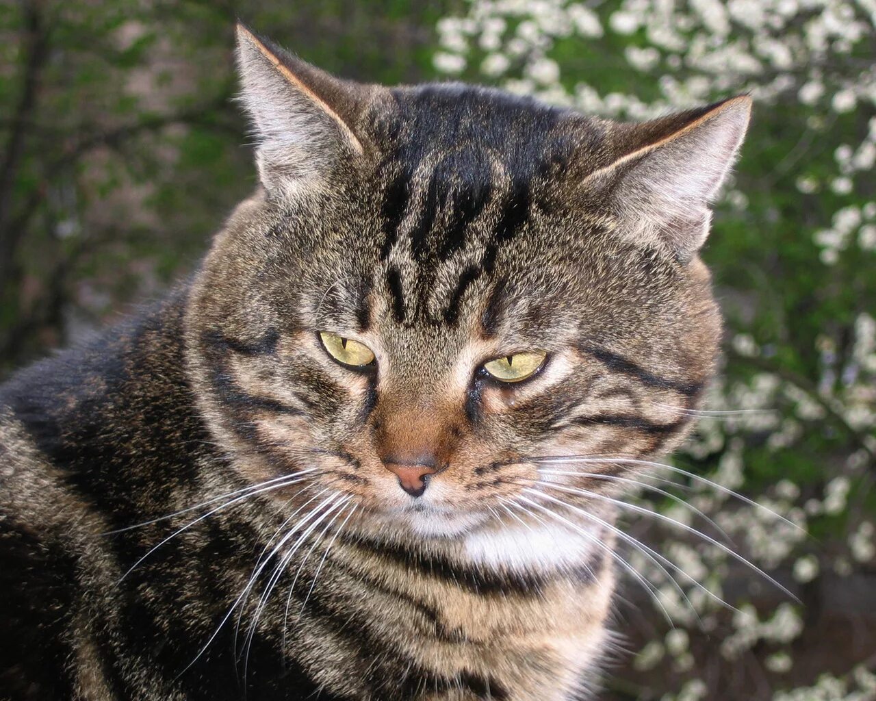 довольный кот. кот серый. сибирский кот мурзик. фото мурзика кота сибирский кот. кот мурзик кошка.