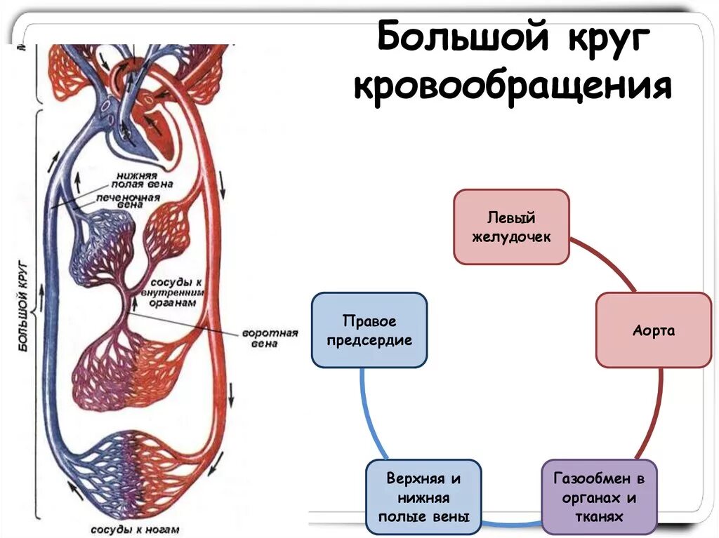 Заканчивается в правом предсердии. Движение крови малый и большой круг кровообращения человека схема. Схема движения крови по малому и большому кругам кровообращения. Схема направления тока крови. Малый круг кровообращения путь движения крови.