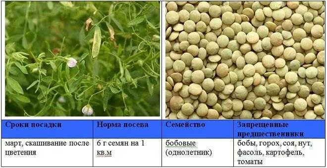Норм высева сои на га