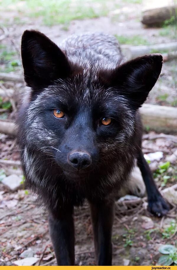 Как выглядит черная лисичка Red and Black fox Fox pups, Cute animals, Funny animal videos
