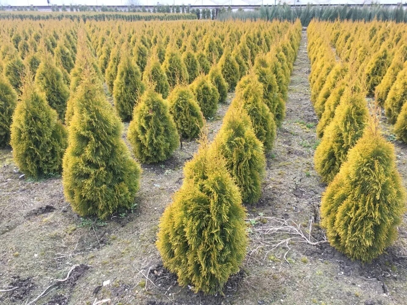 Туя Санни Смарагд. Туя Западная Golden Smaragd. Туя Западная Golden Brabant. Туя Западная Голден рокет. Туя западная смарагд уход