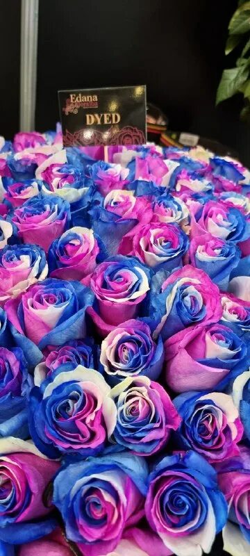 Купить розы во владимире. Перпл Иришка (Purple Irischka).