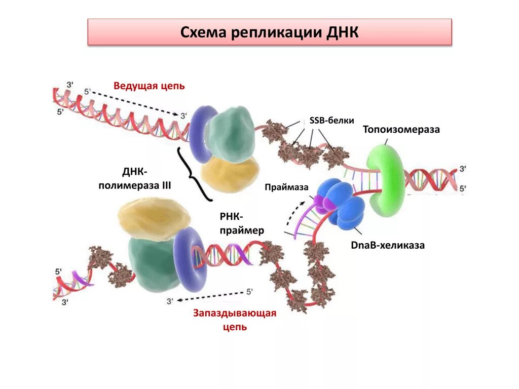 Белки ферменты синтезируются в. Хеликаза в репликации. Репликация ДНК И белок. РНК полимераза репликация. Репликация ДНК при синтезе белка.