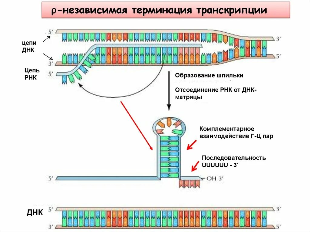 Последовательность транскрибируемой цепи гена днк. Терминация репликации ДНК схема. Механизмы терминации транскрипции. Терминация репликации биохимия. Механизм транскрипции РНК.