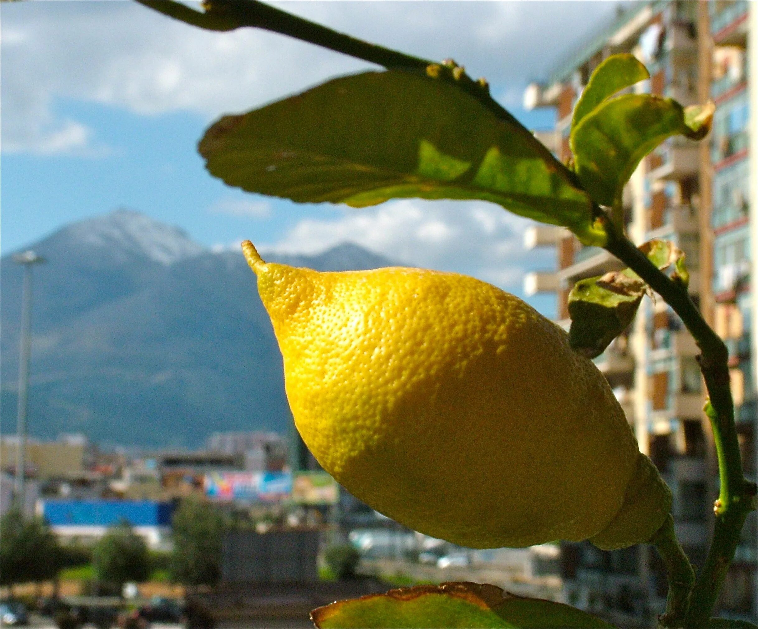 Лимон растет в россии. Лимон (Коста-Рика). Лимон Доршапо. Сицилия лимоны. Лимонные деревья Сицилия.