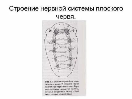 Какой тип нервной системы у плоских червей