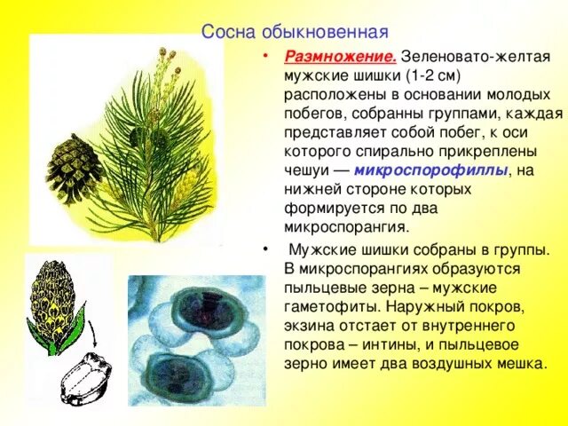 Строение хвои и шишек голосеменных. Сосна сибирская отдел голосеменные. плотность шишек у сосны обыкновенной. строение хвои и шишек сосны обыкновенной. у сосны обыкновенной на чешуях мужских шишек расположены.