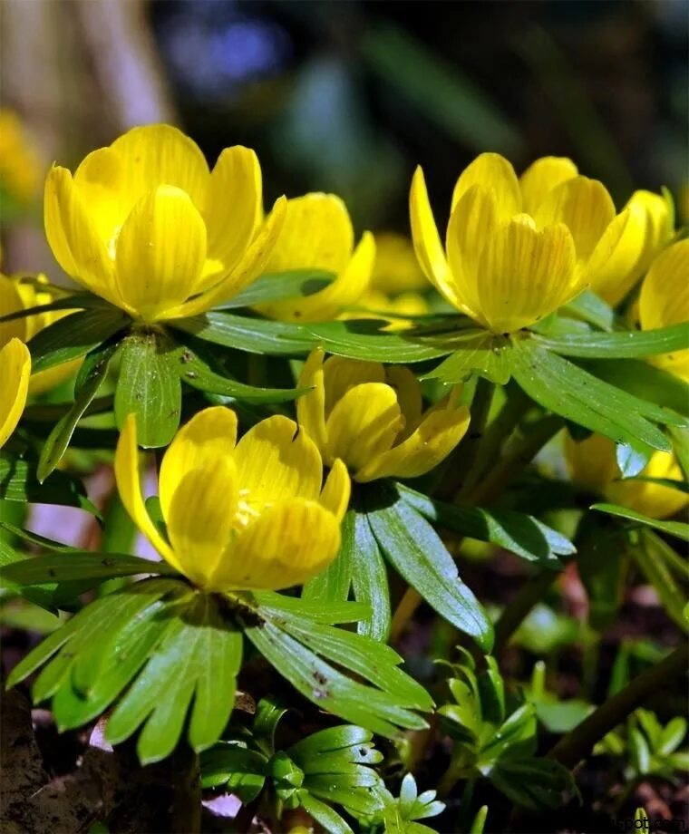 Желтые цветы ранней весной фото. Эрантис весенник. Первоцвет Эрантис. Эрантис цветок. Первоцветы весенник (Эрантис).