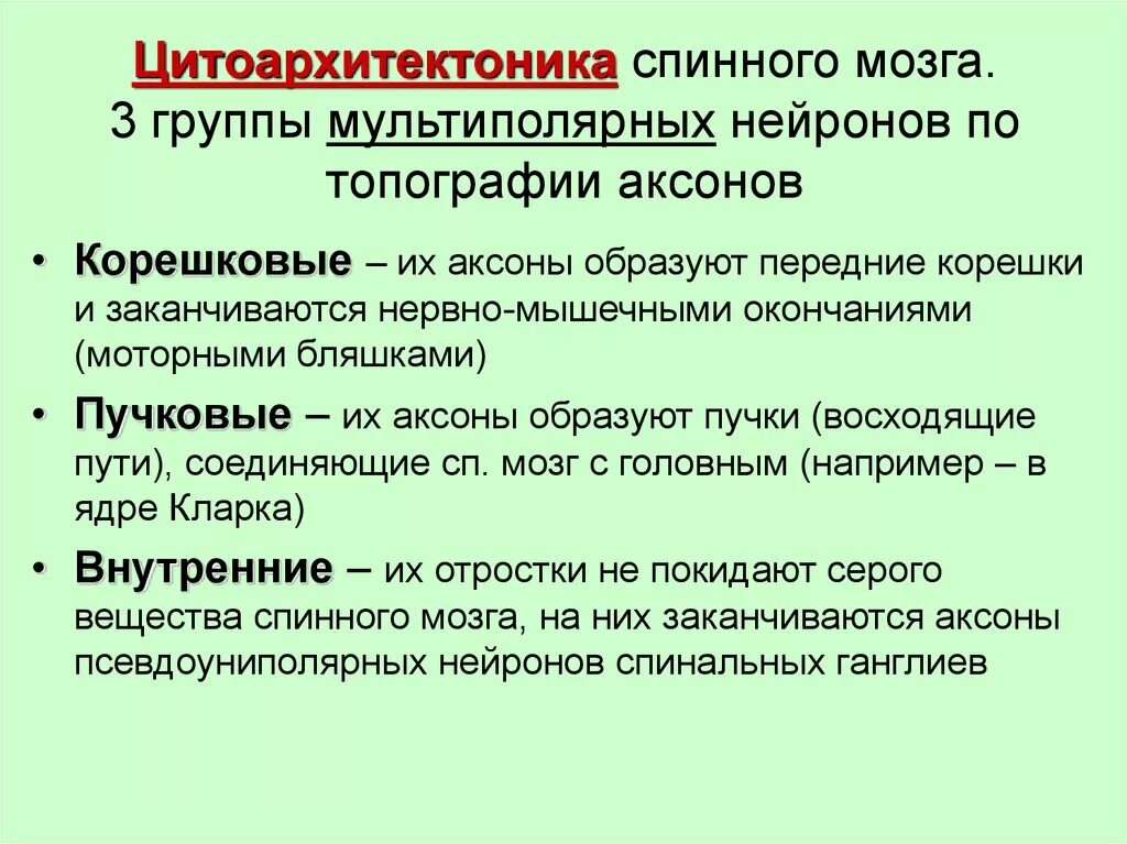 Цитоархитектоника спинного мозга. Группы нейронов спинного мозга. Корешковые клетки спинного мозга. Цитоархитектоника серого вещества спинного мозга.